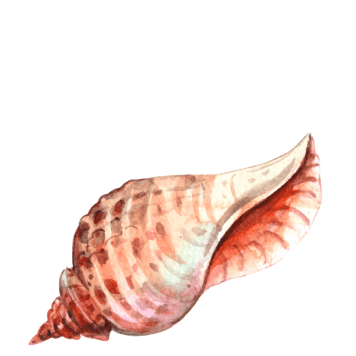 shell illustration