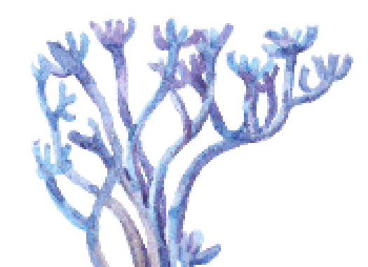 seaweed illustration