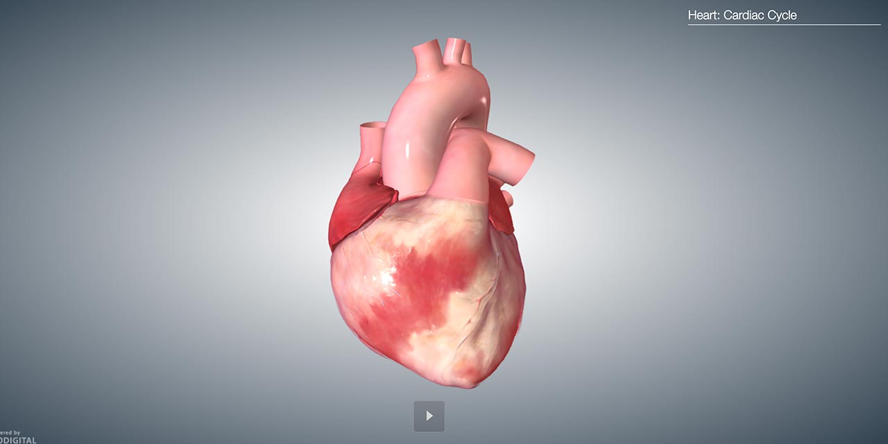 An Interactive Anatomy Textbook With Heart