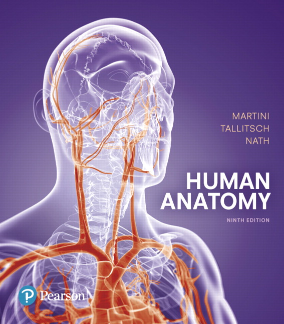 Human Anatomy Textbooks: Which Is The Best? | Top Hat